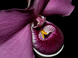 Aufbau einer Orchideenblüte