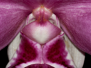 Aufbau einer Orchideenblüte